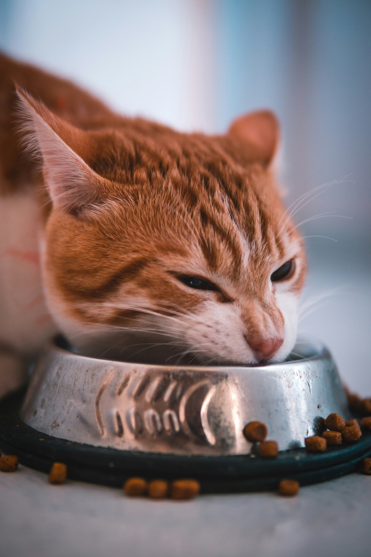 猫咪享用美食