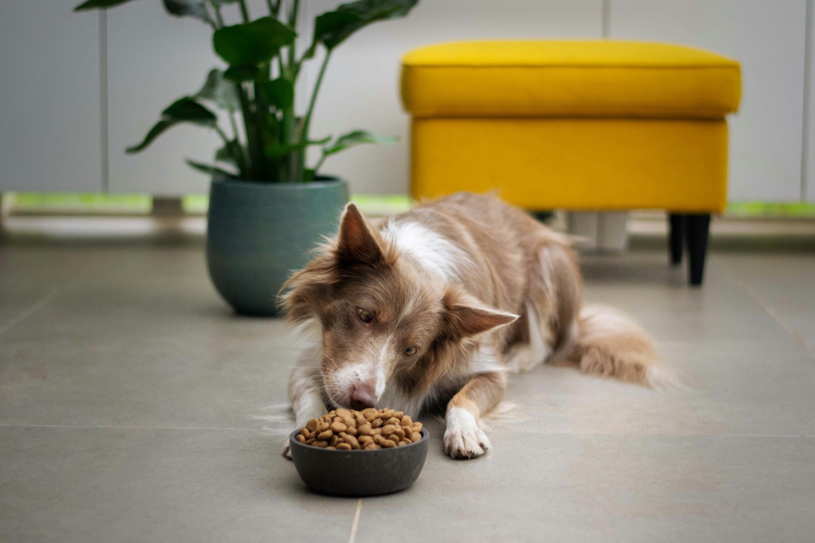 犬只享用食物