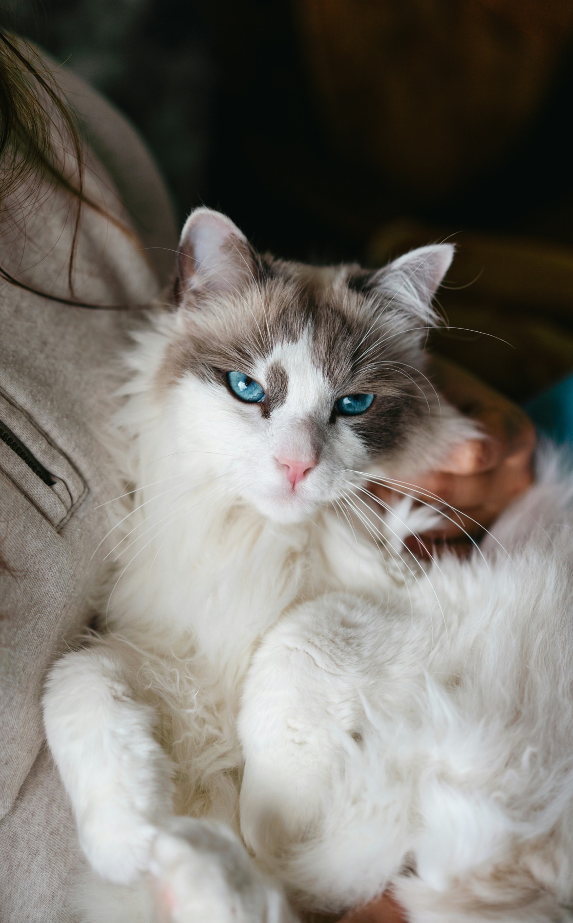 布偶猫与主人互动